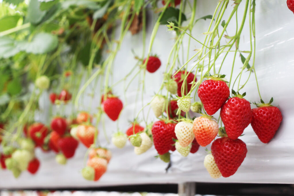 新潟ブランドいちご「越後姫」