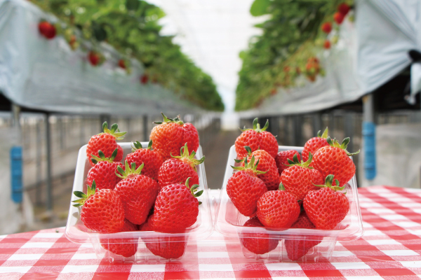 新潟ブランドいちご「越後姫」