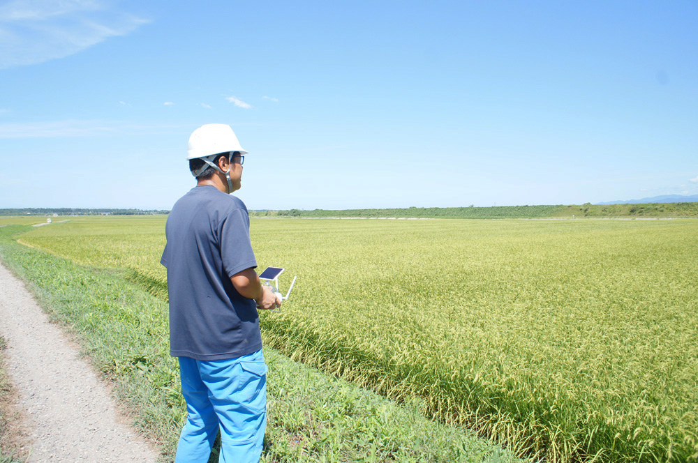 特別栽培米 岩船産「こしひかり」