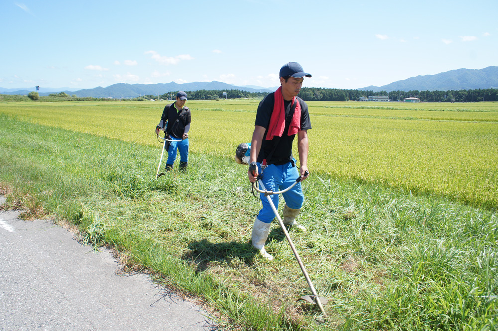 特別栽培米　岩船産「こしひかり」